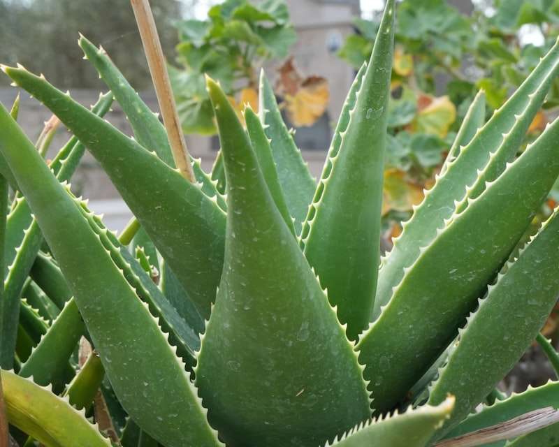 Aloe Vera- tai augalas, turintis keletą sveikatai naudingų savybių, pavyzdžiui, stiprinantis imuninę sistemą, gerinantis virškinimą ir odos išvaizdą. Sužinokite apie pagrindinius alavijo privalumus.